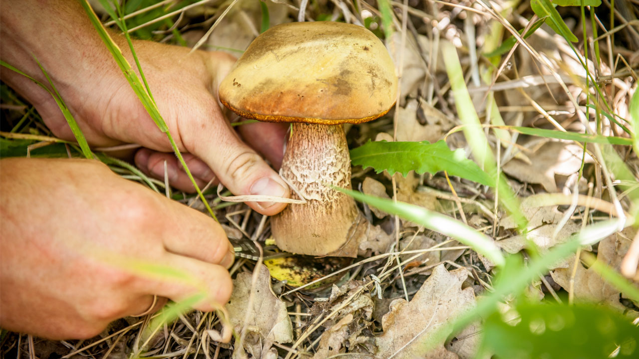 À la découverte des champignons du Québec avec Mycoboutique